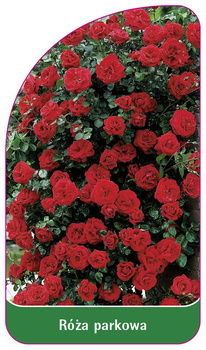 Róza parkowa Nr. 408