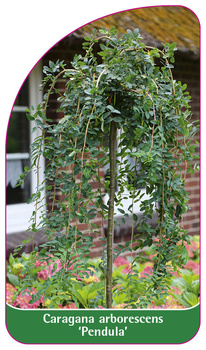 Caragana arborescens 'Pendula'