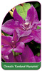Clematis 'Kardynal Wyszynski'