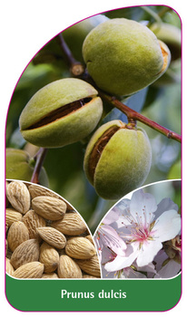 Prunus dulcis