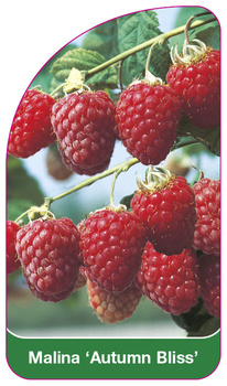 Malina 'Autumn Bliss'