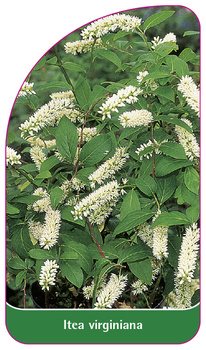 Itea virginiana