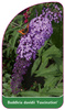 Buddleia davidii 'Fascination'