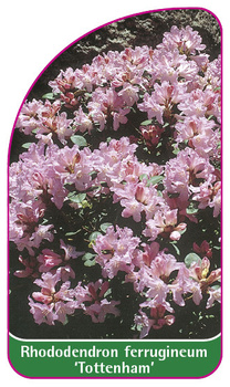 Rhododendron ferrugineum 'Tottenham'