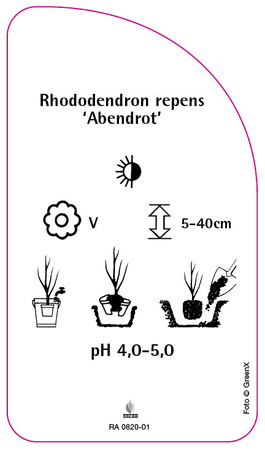 Rhododendron repens 'Abendrot'