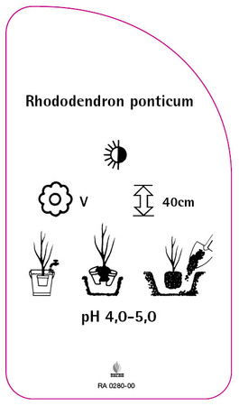 Rhododendron ponticum
