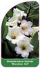 Rhododendron-Hybride 'Blueshine Girl'