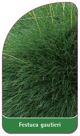 Festuca gautieri