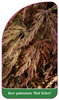 Acer palmatum 'Red Select'
