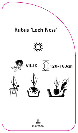 Rubus 'Loch Ness'