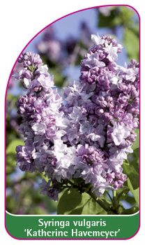 Syringa vulgaris 'Katherine Havemeyer'