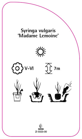 Syringa vulgaris 'Madame Lemoine'