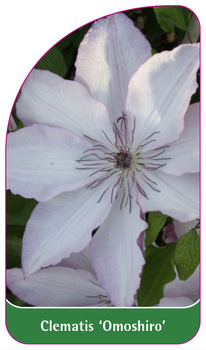 Clematis 'Omoshiro'