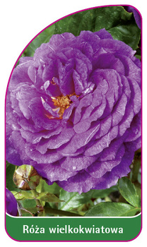 Róza wielkokwiatowa Nr. 239