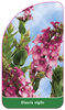 Diascia vigilis