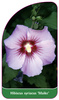 Hibiscus syriacus 'Maike'