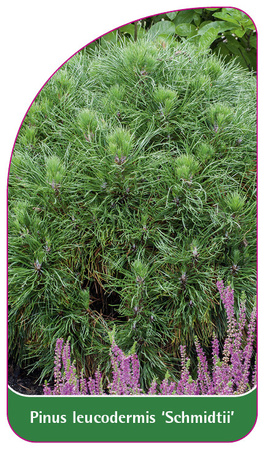 Pinus leucodermis 'Schmidtii'