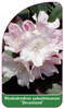 Rhododendron yakushimanum 'Dreamland'