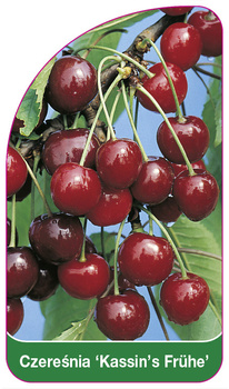 Czereśnia 'Kassin's Frühe'