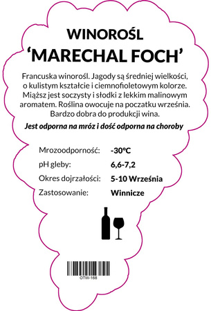 Vinná réva Marechal Foch