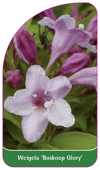Weigela 'Boskoop Glory'