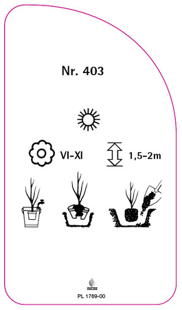 Róza parkowa Nr.403