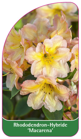 Rhododendron-Hybride 'Macarena'