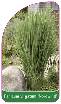 Panicum virgatum 'Nordwind'