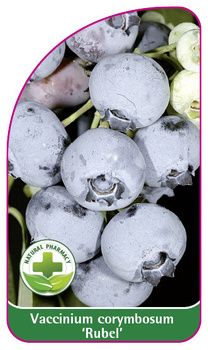 Vaccinium corymbosum 'Rubel'
