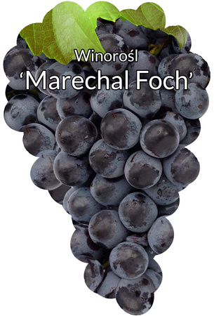 Vinná réva Marechal Foch