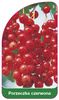 Porzeczka czerwona
