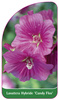Lavatera Hybride 'Candy Flos'