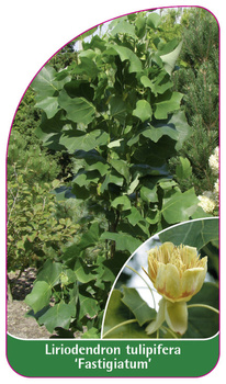Liriodendron tulipifera 'Fastigiatum'