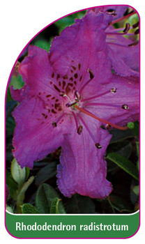 Rhododendron radistrotum