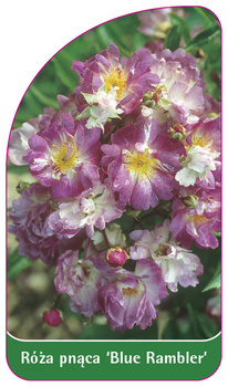 Róza pnaca 'Blue Rambler'
