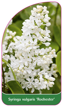 Syringa vulgaris 'Rochester'