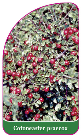 Cotoneaster praecox
