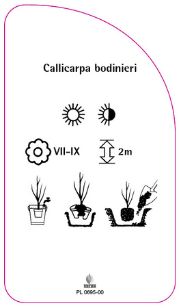 Callicarpa bodinieri