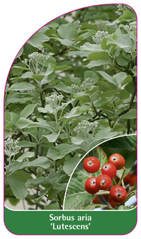 Sorbus aria 'Lutescens'