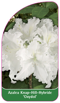 Azalea Knap-Hill-Hybride 'Oxydol'