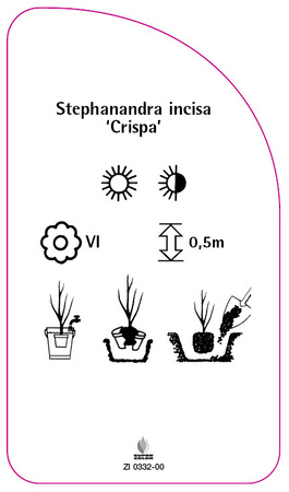 Stephanandra incisa 'Crispa'