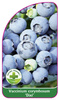 Vaccinium corymbosum 'Dixi'