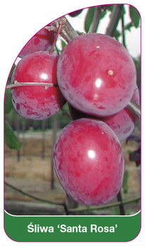 Śliwa 'Santa Rosa'