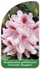 Rhododendron griffithianum 'Furnivall's Daughter'