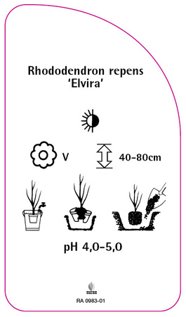 Rhododendron repens 'Elvira'