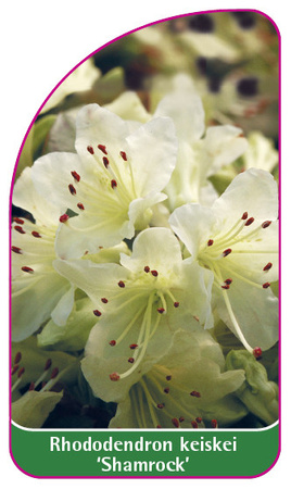 Rhododendron keiskei 'Shamrock'