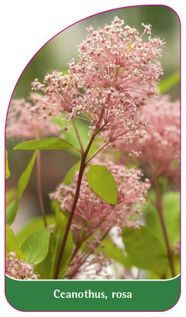 Ceanothus, rosa