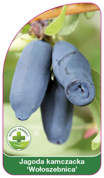 Kamchatka berry 'Woloszbnica'