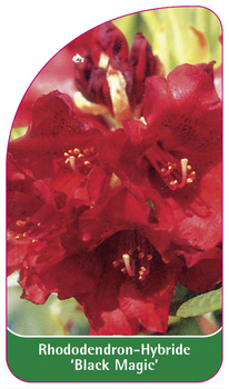 Rhododendron-Hybride 'Black Magic'