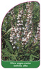 Vitex angus-castus latifolia alba